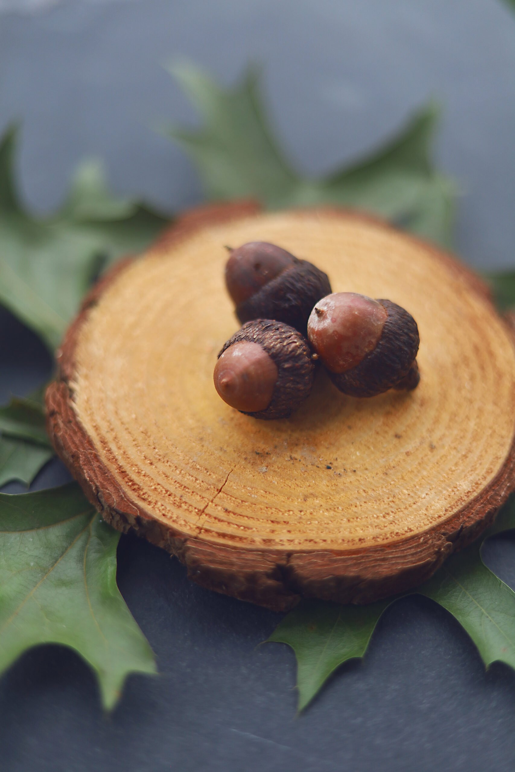 Oak Trees in Witchcraft: Symbolism, Spells & Magick