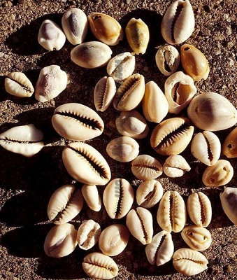 cowrie shells