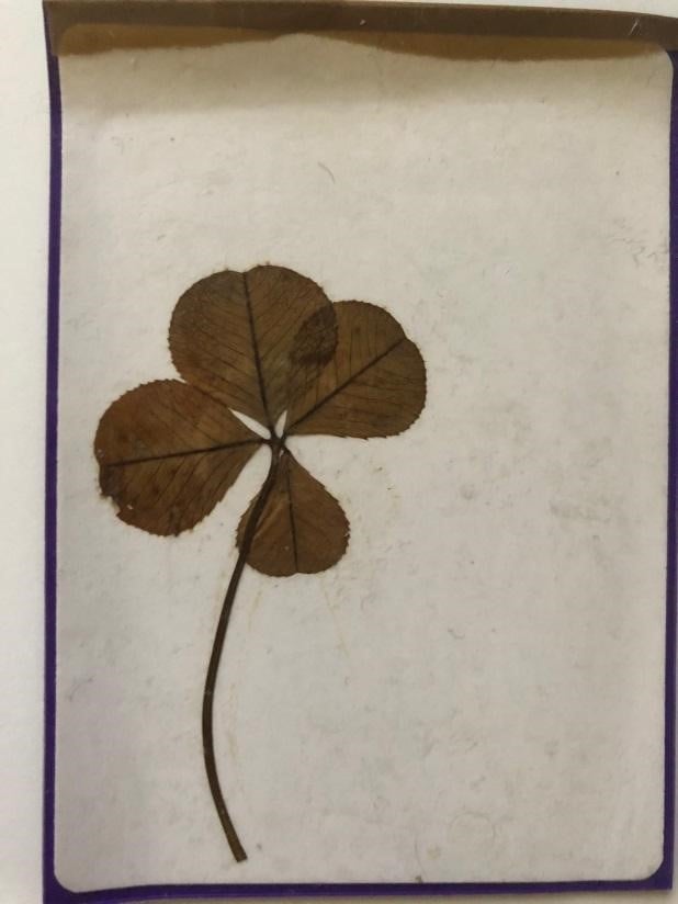 four leaf clover