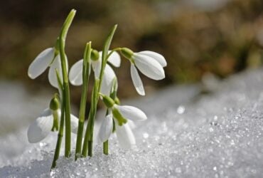 An Enchanting Prayer for Ostara [5 Min Chant]