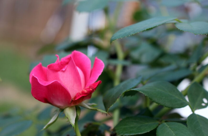 Rose Bush Garden Spell for Love