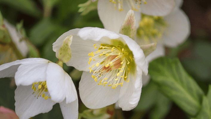 Hellebore featured image