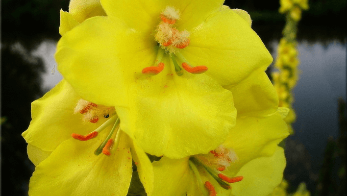 mullein featured image